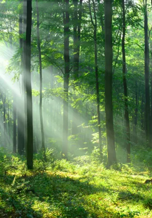 forest